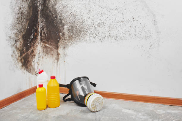 Best Mold Removal Company Near Me  in Highlands Ranch, CO