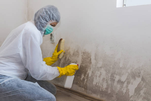 Best Black Mold Removal  in Highlands Ranch, CO