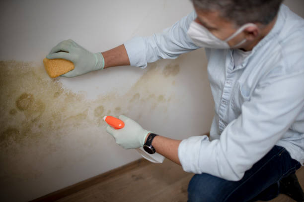 Best Crawl Space Mold Removal  in Highlands Ranch, CO