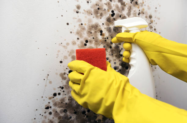 Professional Mold Removal in Highlands Ranch, CO