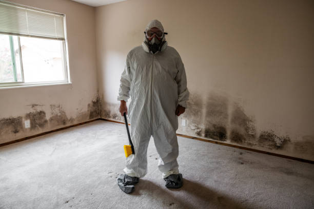 Best Mold Damage Repair  in Highlands Ranch, CO